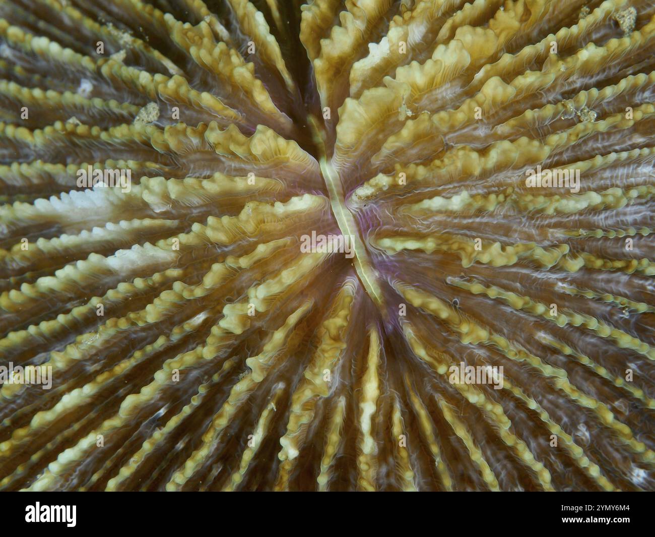 Gros plan d'un corail brunâtre, corail champignon (Fungia fungites), montrant des détails fins et des textures, site de plongée Gondol Bay, Gondol, Bali, Indonésie, Asie Banque D'Images