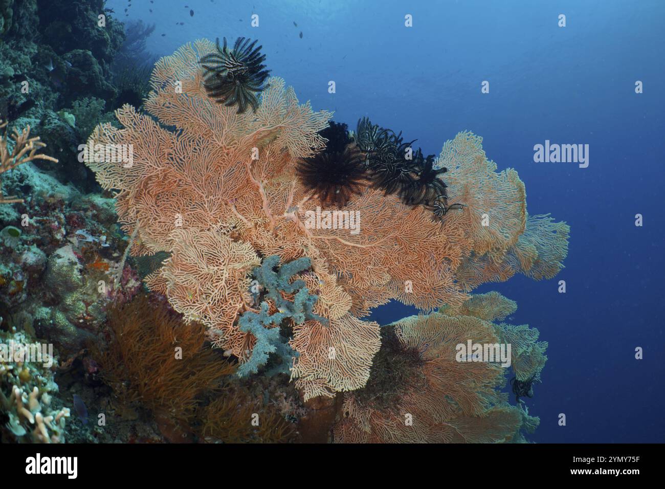 Corail en éventail géant vivant (Annella mollis) avec des étoiles en plumes dans la mer bleue illuminée par une lumière douce, site de plongée Coral Garden, Menjangan, Bali, Indonésie Banque D'Images