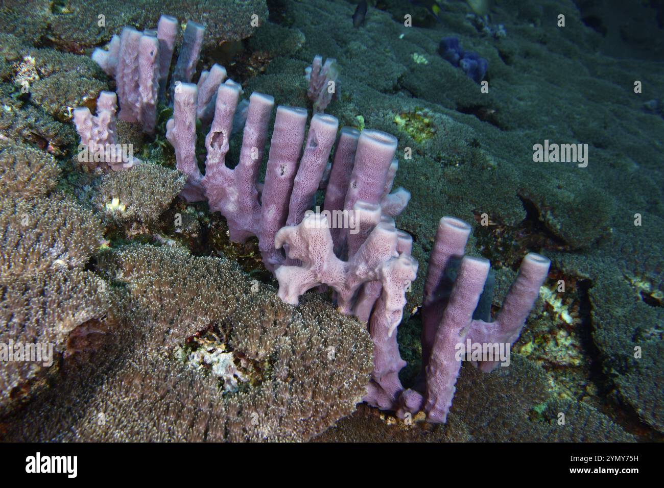 Éponge allongée rose à grand tube (Haliclona (Reniera) dans une formation corallienne en éventail sur le fond marin, site de plongée SD, Nusa Ceningan, Nusa Penida, Bali, indo Banque D'Images