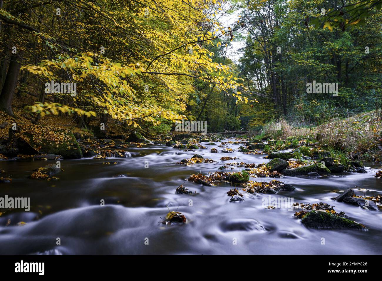 Magie d'automne sur un paysage fluvial en Lusatia - le Loebauer Wasser 10 Banque D'Images