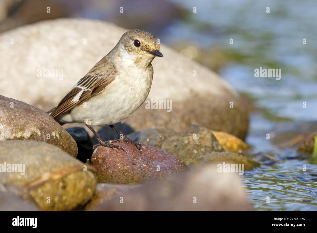 Attrape-mouches à collerette, (Ficedula albicollis), famille de attrape-mouches Lesbos Island, Lesbos, Grèce, Europe Banque D'Images