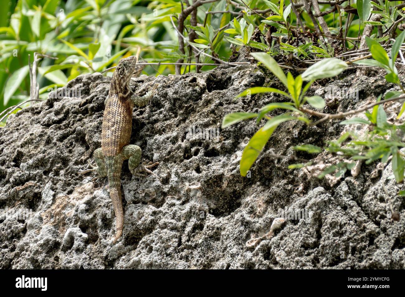Lézard cubain à queue frisée (leiocephalus carinatus) sur roche avec queue endommagée Banque D'Images