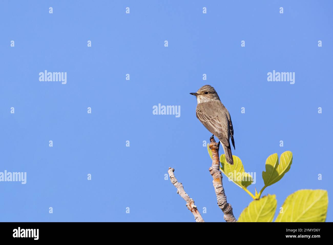 Mouches grises, (Muscicapa striata), sur perche, famille de mouches Lesbos Island, Lesbos, Grèce, Europe Banque D'Images