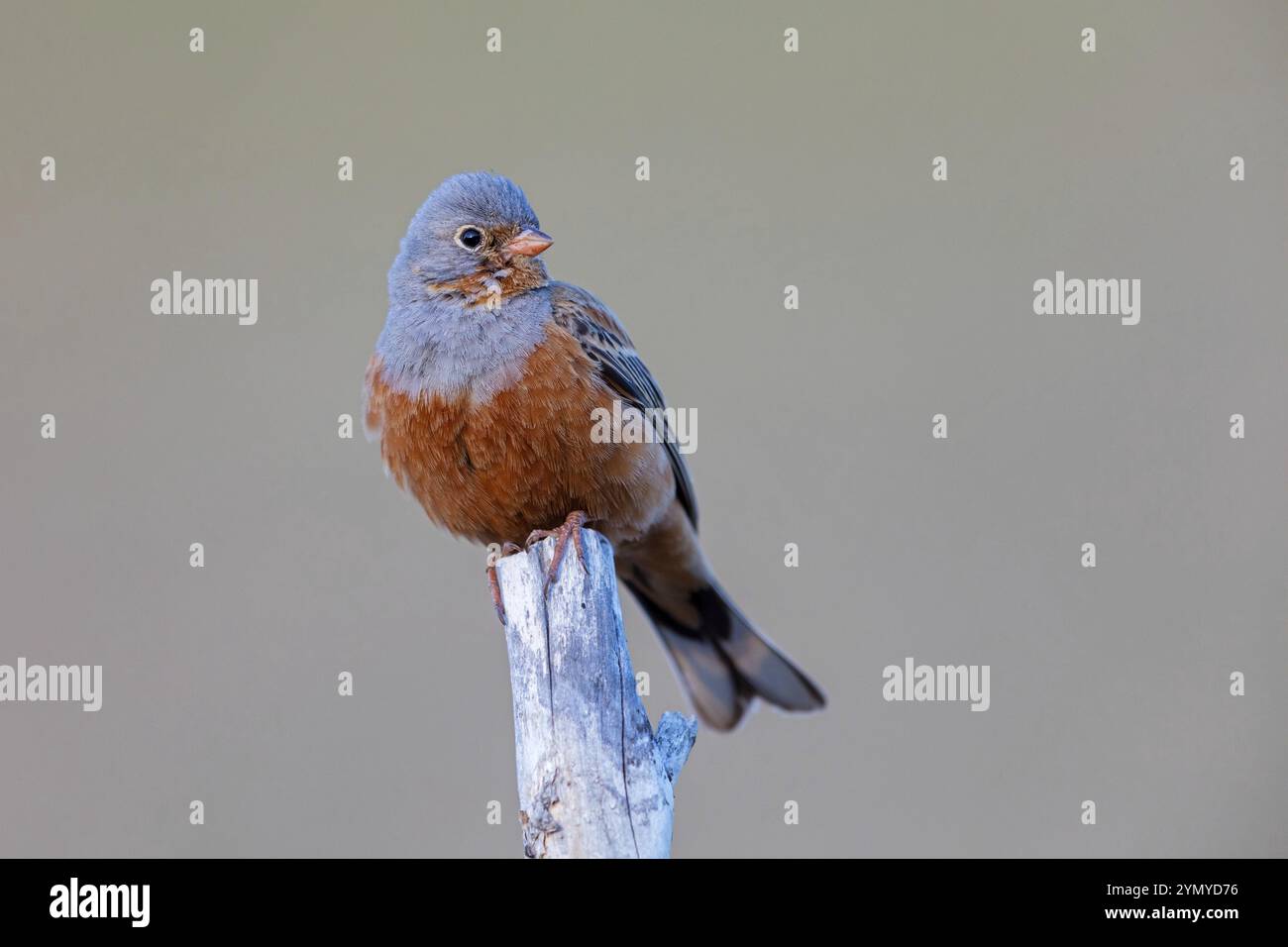 Grey Oriolan, Rusty Bunting, Bunting family, (Emberiza caesia), songbird Lesbos Island, Lesbos, Grèce, Europe Banque D'Images