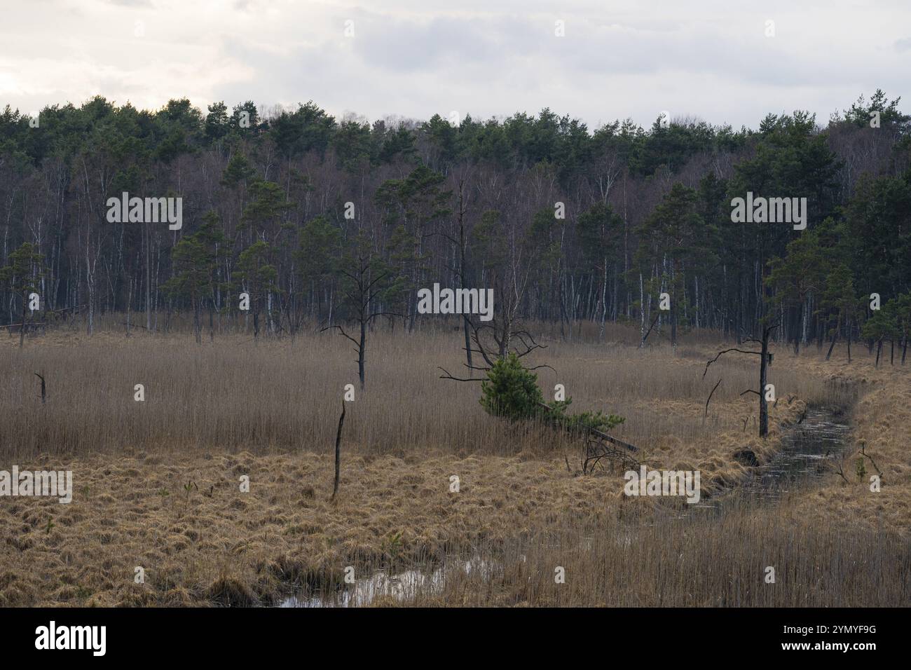 Le Dubringer Moor près de Wittichenau 1 Banque D'Images