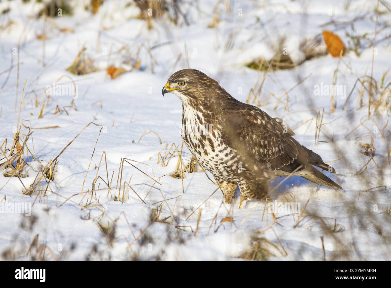 Buzzard commun (Buteo buteo) Allemagne Banque D'Images