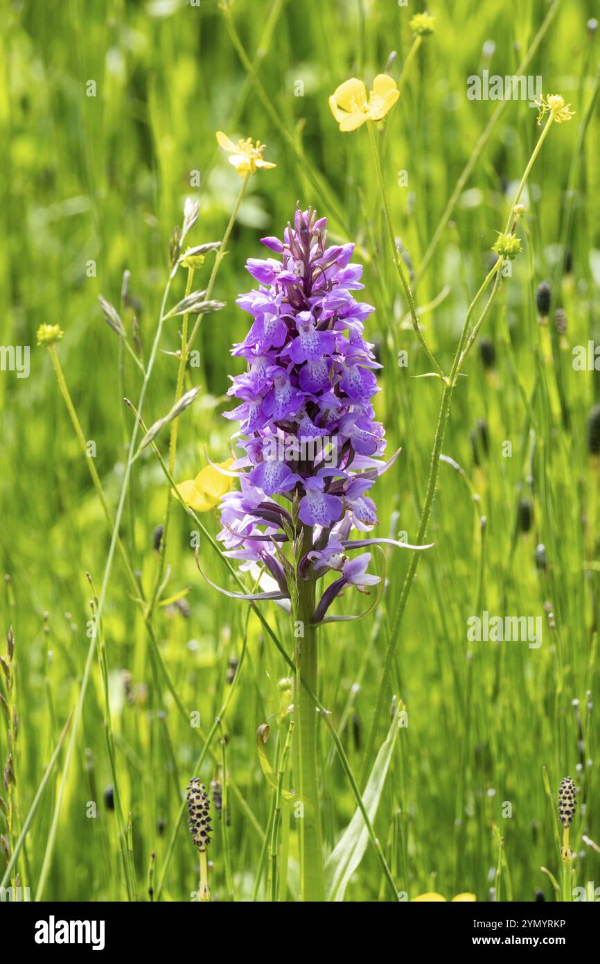 Orchidée fleurie Dactylorhiza majalis dans le pré Banque D'Images