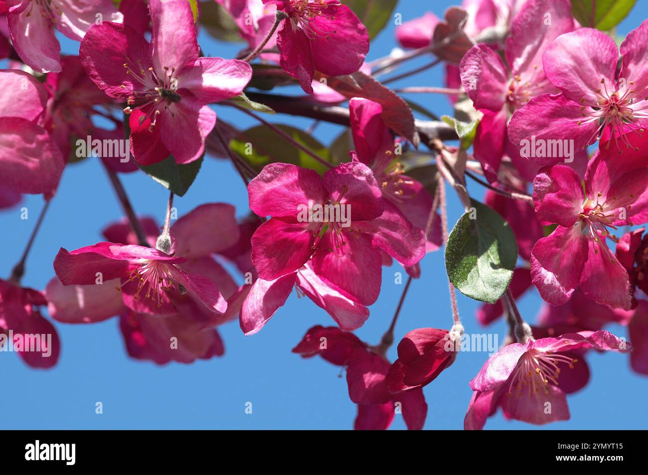 Fleurs de crabère ornementales japonaises rose foncé (Malus 'Prairifire'). Banque D'Images