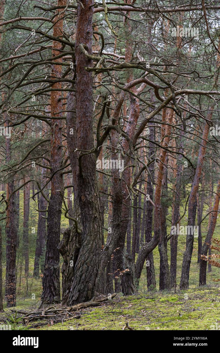 Forêt de pins sur une dune à l'intérieur des terres dans le paysage de landes et d'étangs de la haute-Lusace 8 Banque D'Images