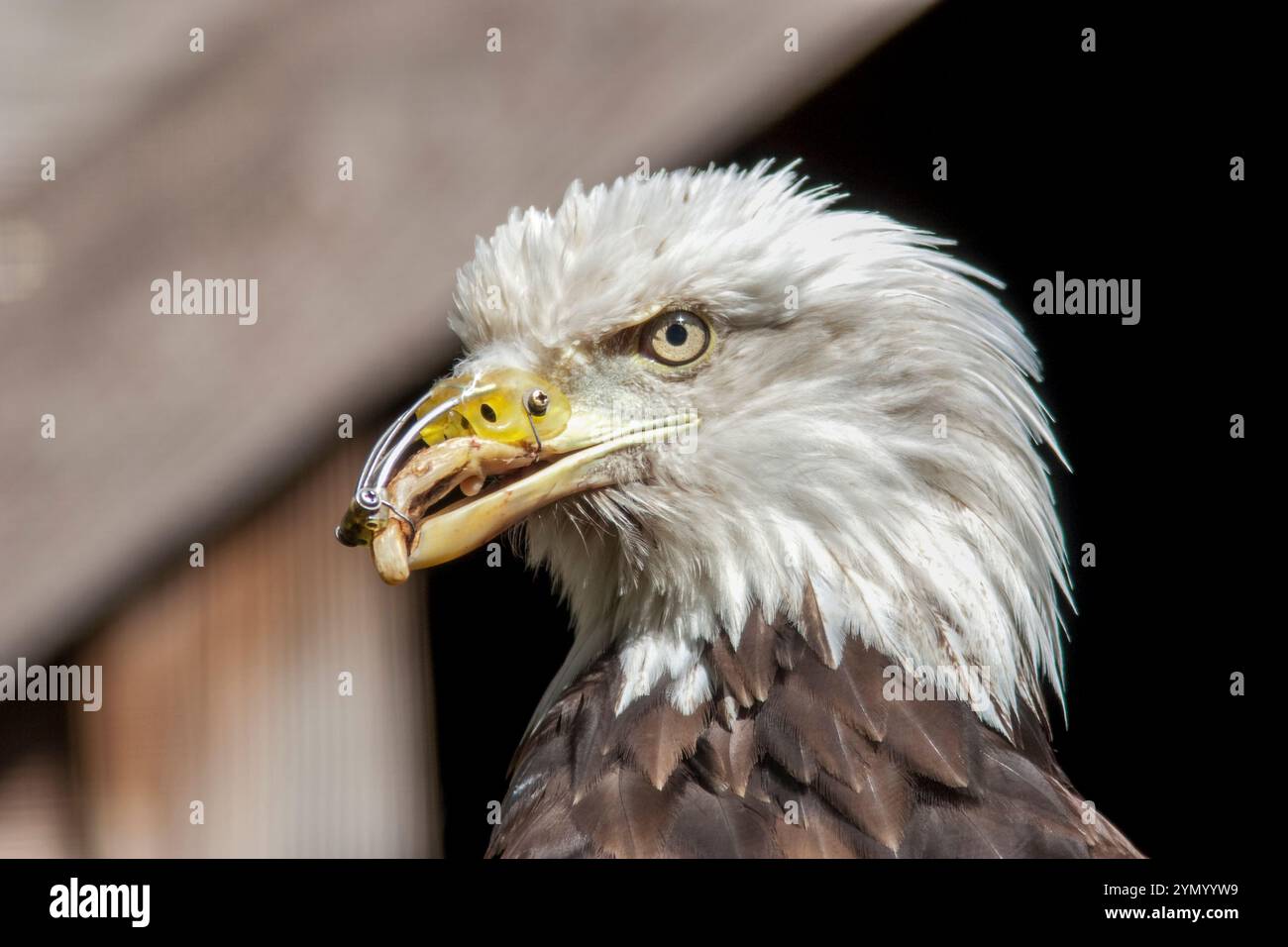 Aigle à tête blanche blessé, Haliaeetus leucocephalus, avec prothèse pour lui permettre de manger - au Wildlife Rehabilitation Center sur l'île de Vancouver. Banque D'Images