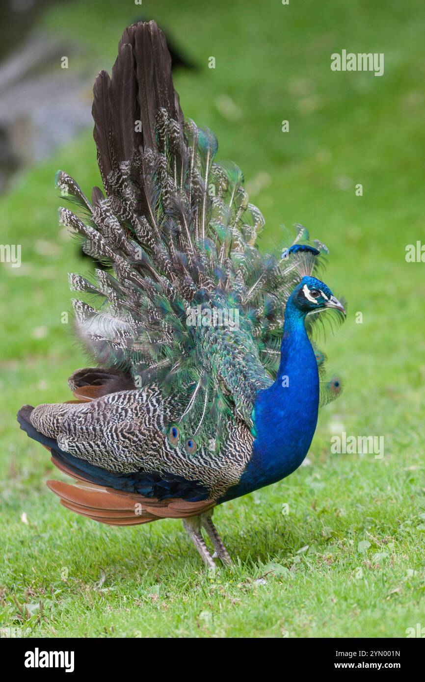 Le paon bleu indien (Pavo cristatus), également connu sous le nom de paon bleu, est l'oiseau national de l'Inde. Les mâles sont appelés paons. Les femelles sont appelées peahens. Banque D'Images