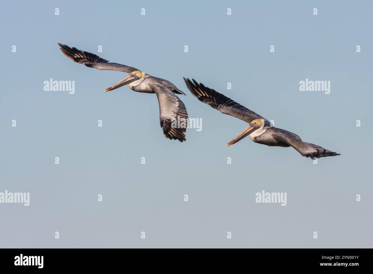 Pelican brun, Pelicanus occidentalis, en vol. Eaux du golfe près de Rockport, Texas. Banque D'Images