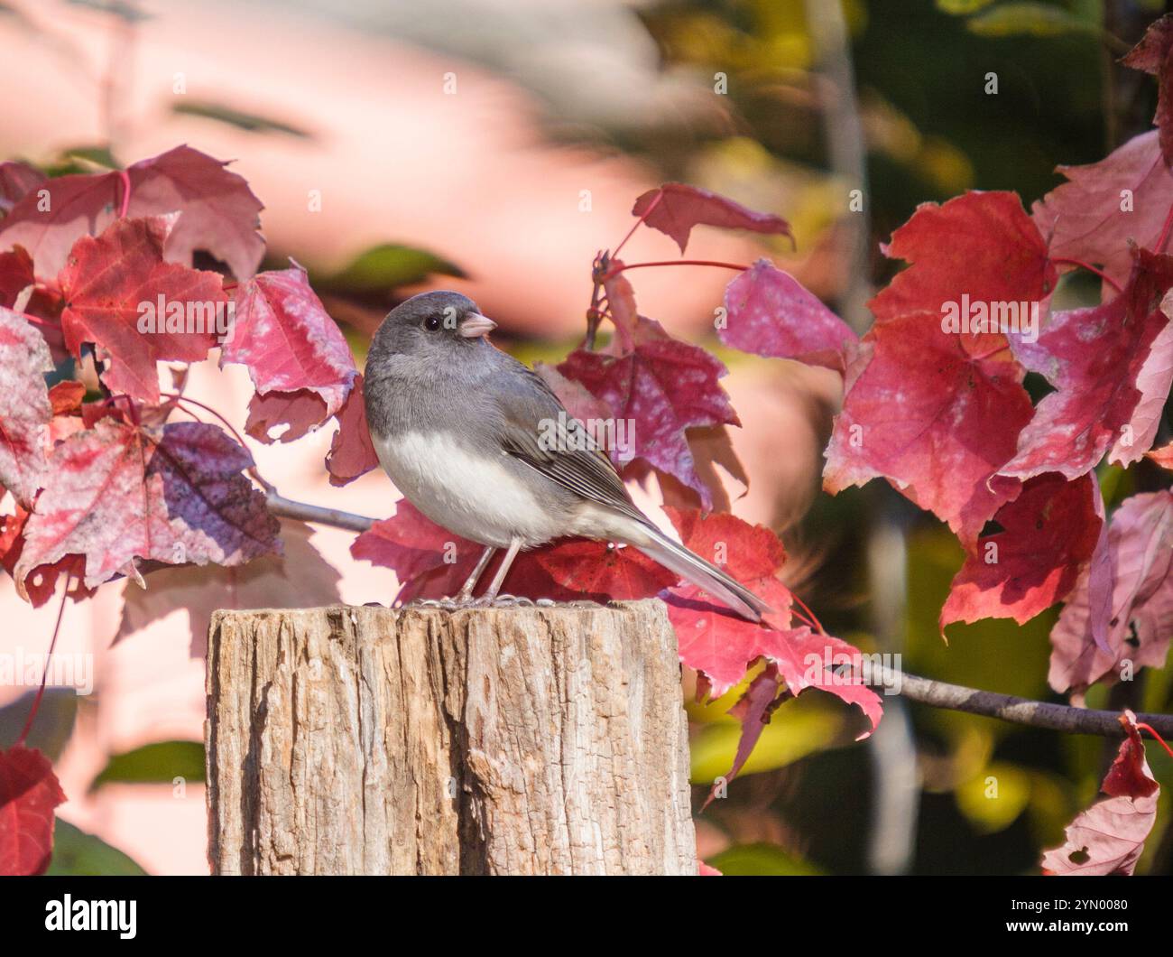 Junco aux yeux foncés, Junco hyemalis, aux stores Bird de Gary carter à MCleville, Caroline du Nord en novembre. Banque D'Images