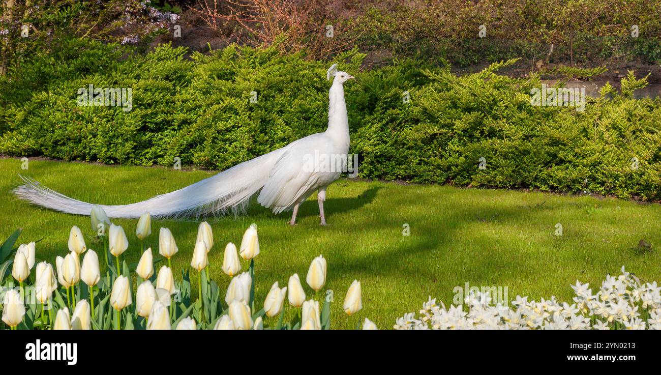 White Peacock, une variation du Pearowl bleu indien, aux jardins de Keukenhof en Hollande méridionale aux pays-Bas. Banque D'Images