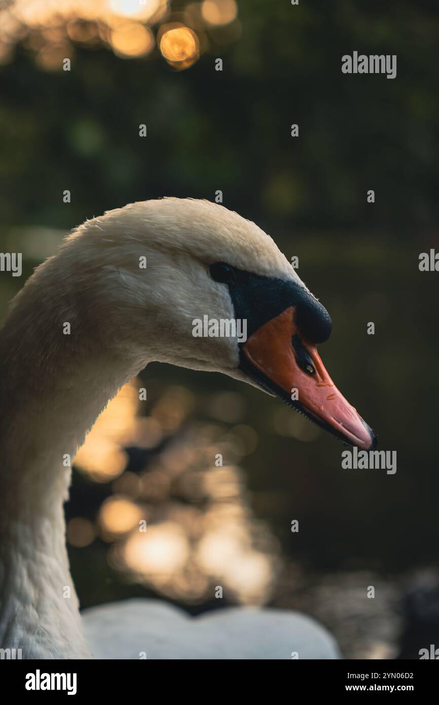 Gros plan d'un cygne avec son cou courbé, debout au bord d'un lac avec un fond naturel flou. Une scène animalière sereine et élégante dans un décor extérieur Banque D'Images