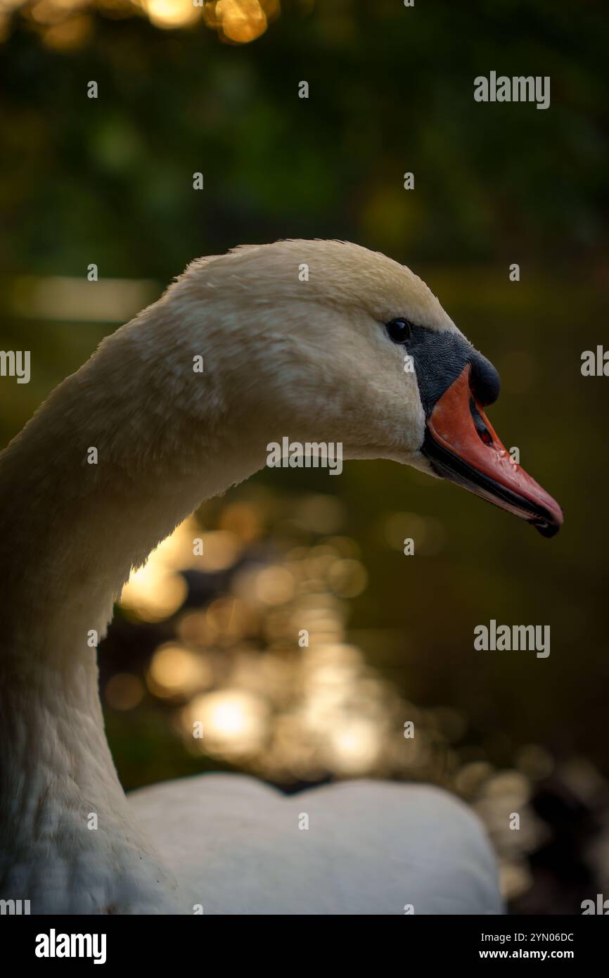 Gros plan d'un cygne avec son cou courbé, debout au bord d'un lac avec un fond naturel flou. Une scène animalière sereine et élégante dans un décor extérieur Banque D'Images