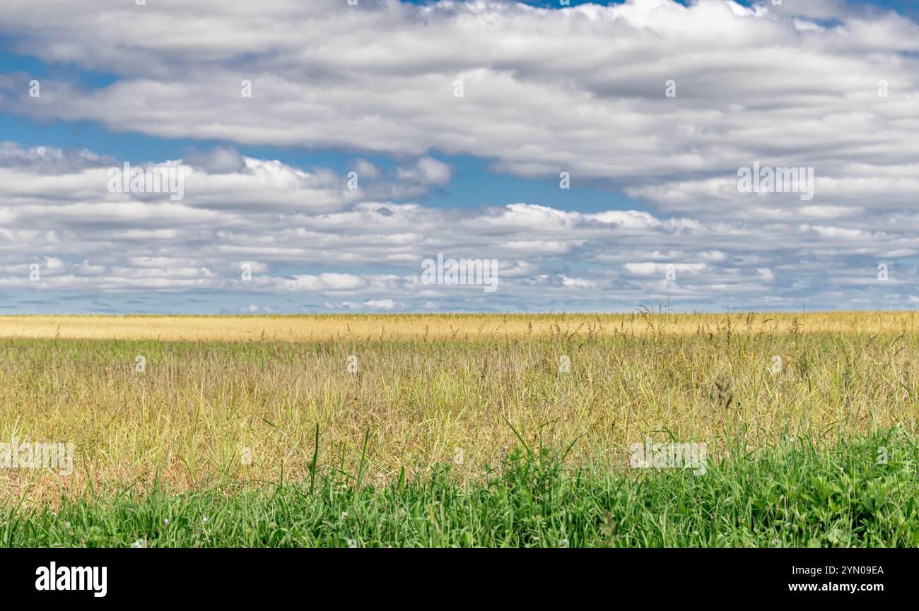 image détaillée d'un champ herbeux dans le moulin à eau, ny Banque D'Images