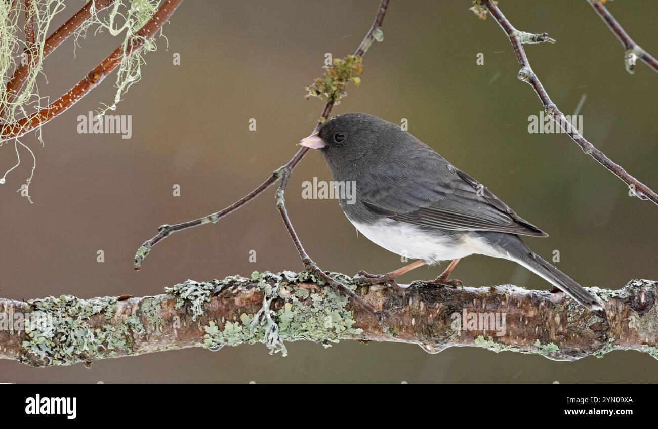 Junco aux yeux foncés (Junco hyemalis) sur une branche de bouleau à papier (Betula papyrifera). Début du printemps dans le parc national Acadia, Maine, États-Unis. Banque D'Images