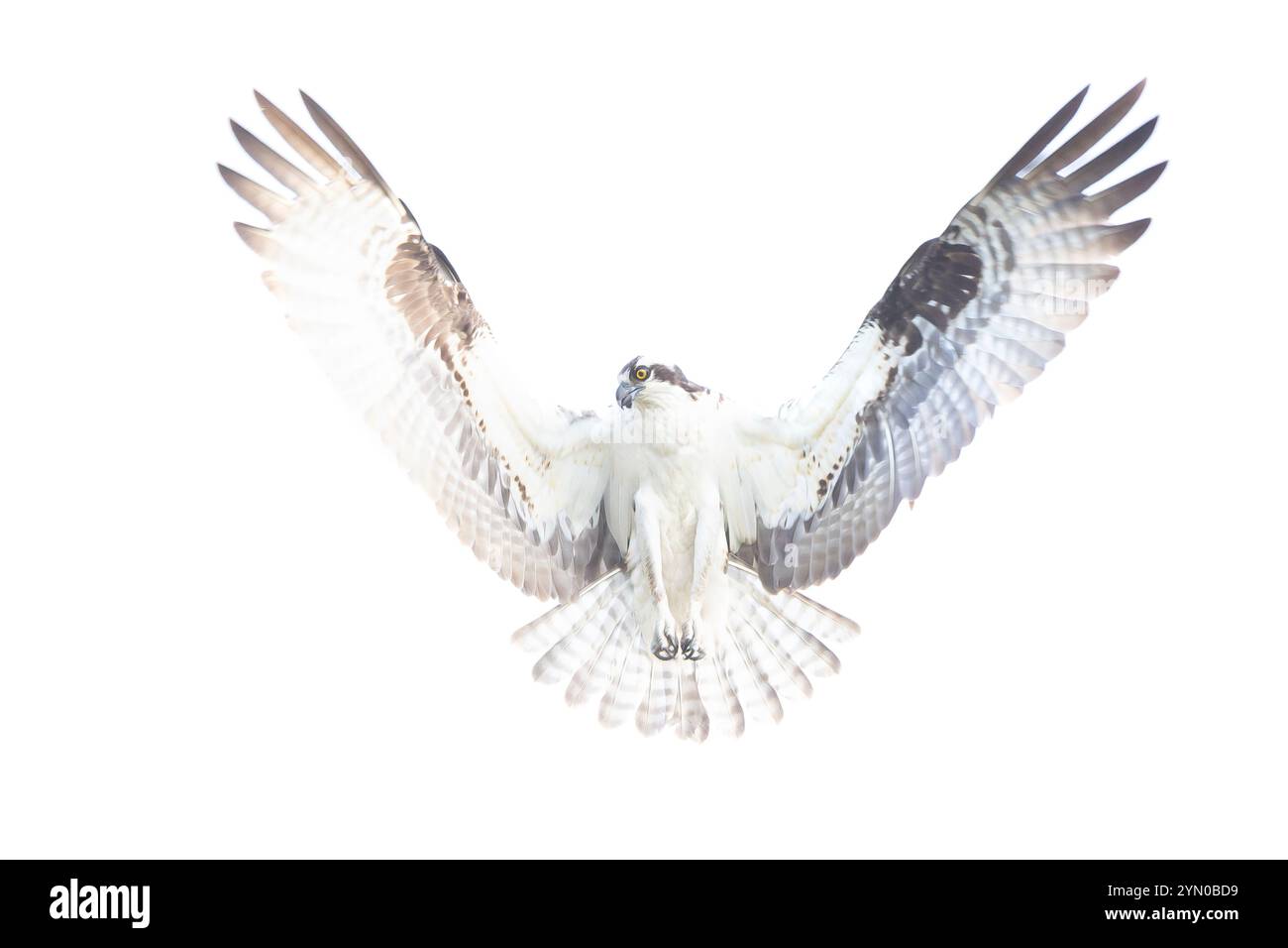 Osprey (Pandion haliaetus) planant au-dessus de l'océan Atlantique, à la recherche de poissons. Printemps dans le parc national d'Acadia, Maine, États-Unis. Banque D'Images