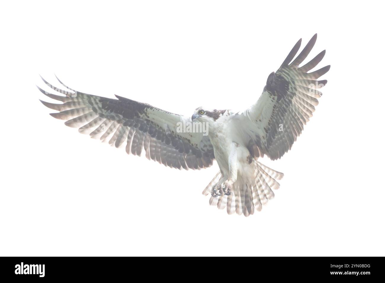 Osprey (Pandion haliaetus) planant au-dessus de l'océan Atlantique, à la recherche de poissons. Printemps dans le parc national d'Acadia, Maine, États-Unis. Banque D'Images