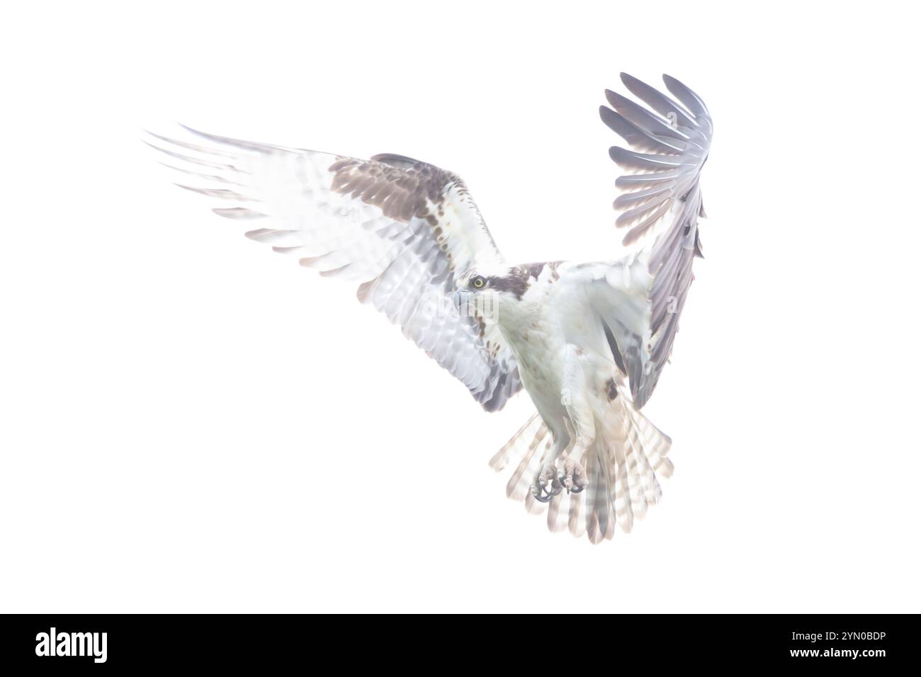Osprey (Pandion haliaetus) planant au-dessus de l'océan Atlantique, à la recherche de poissons. Printemps dans le parc national d'Acadia, Maine, États-Unis. Banque D'Images