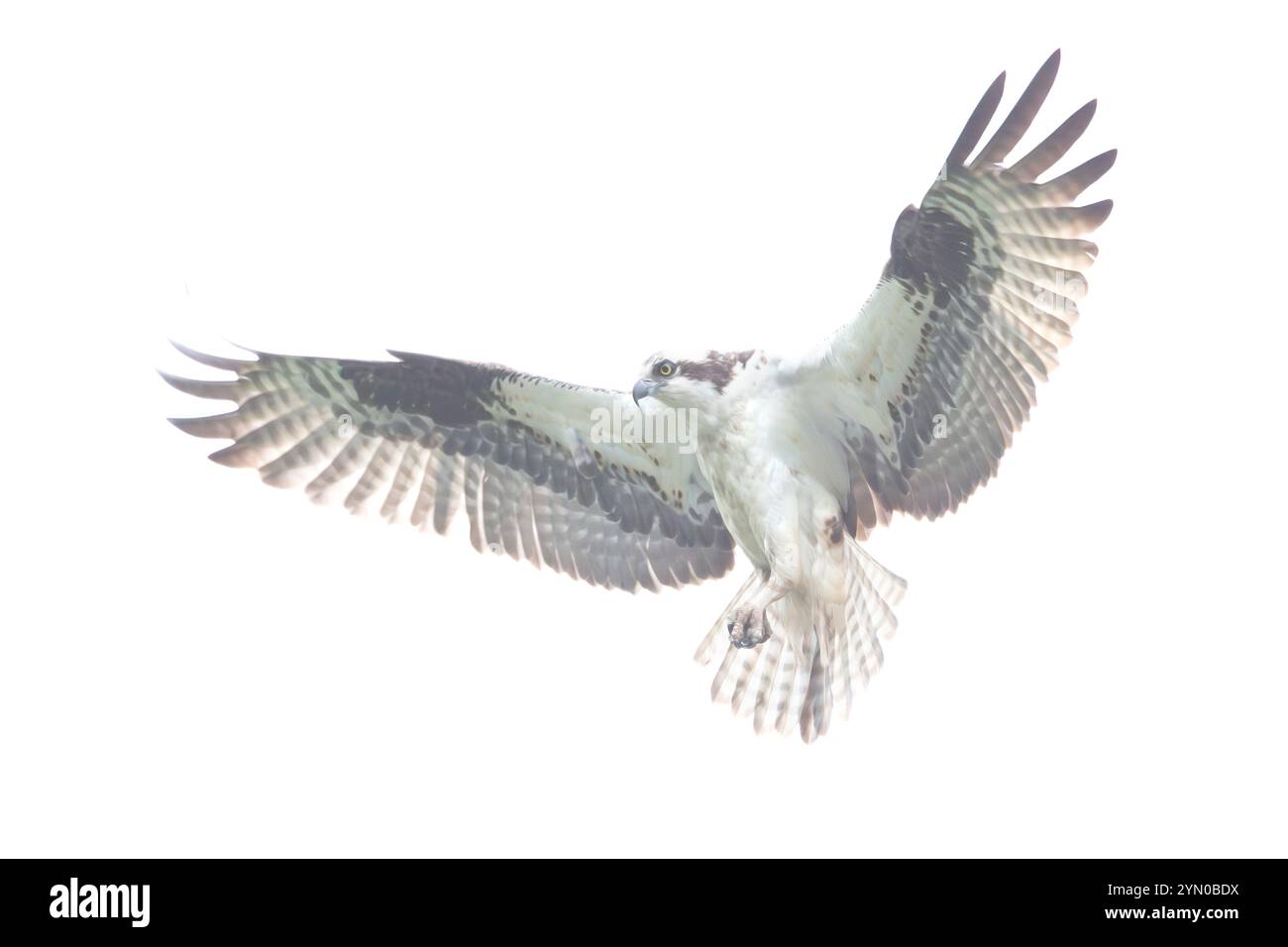 Osprey (Pandion haliaetus) planant au-dessus de l'océan Atlantique, à la recherche de poissons. Printemps dans le parc national d'Acadia, Maine, États-Unis. Banque D'Images