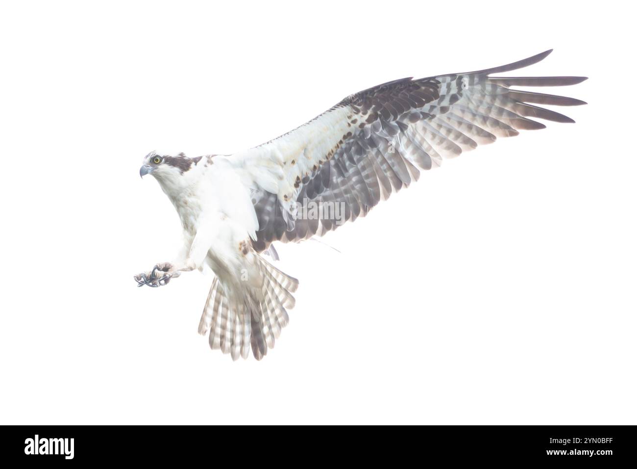 Osprey (Pandion haliaetus) planant au-dessus de l'océan Atlantique, à la recherche de poissons. Printemps dans le parc national d'Acadia, Maine, États-Unis. Banque D'Images