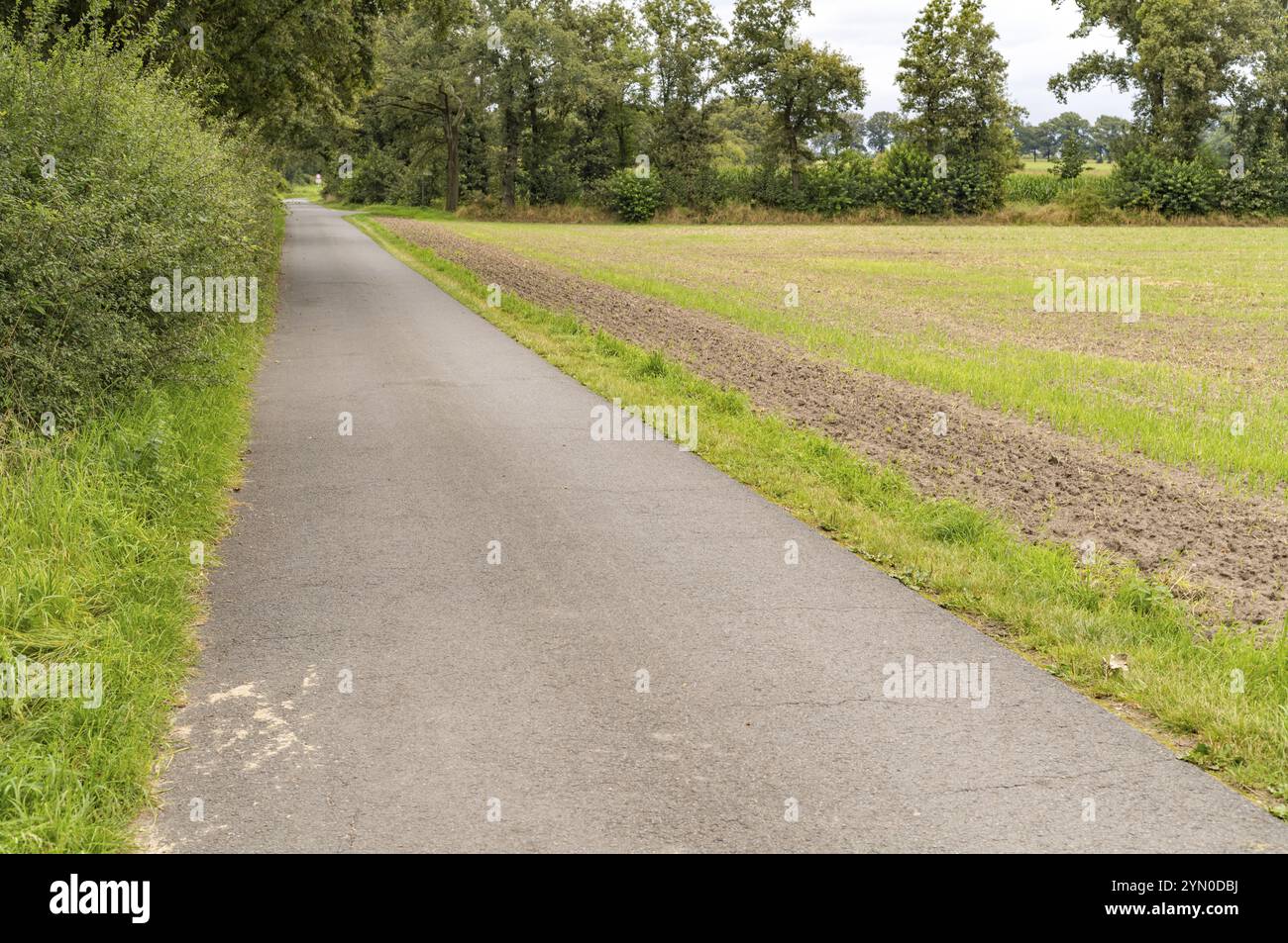 Petite route à la campagne Banque D'Images