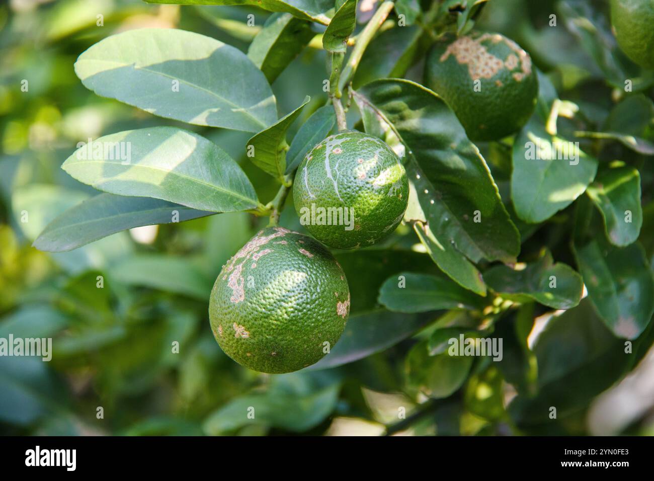 Oranger sur une plantation à Rio de Janeiro, Brésil. Banque D'Images