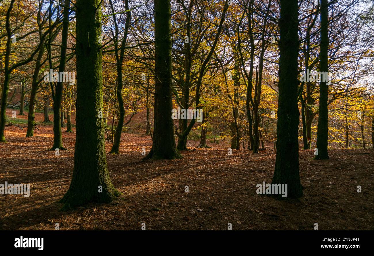 Les dernières teintes de l'automne à Tandle Hill Park Banque D'Images