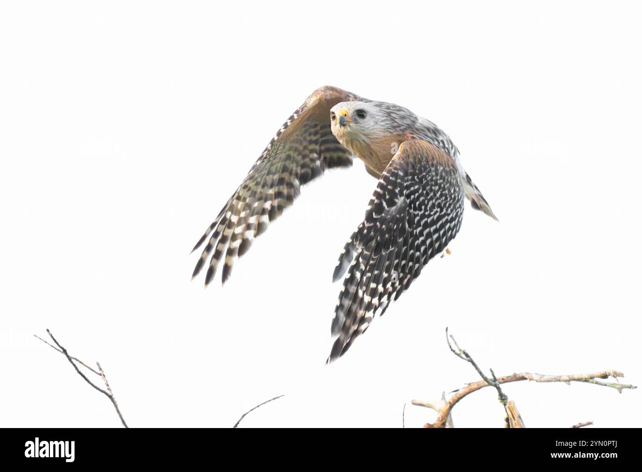 Hawk à épaules rouges (Buteo lineatus) en vol. Marche dans le bassin hydrographique de l'écosystème régional du tire-bouchon (CREW) Bird Rookery Swamp, près de Naples, Floride. Banque D'Images