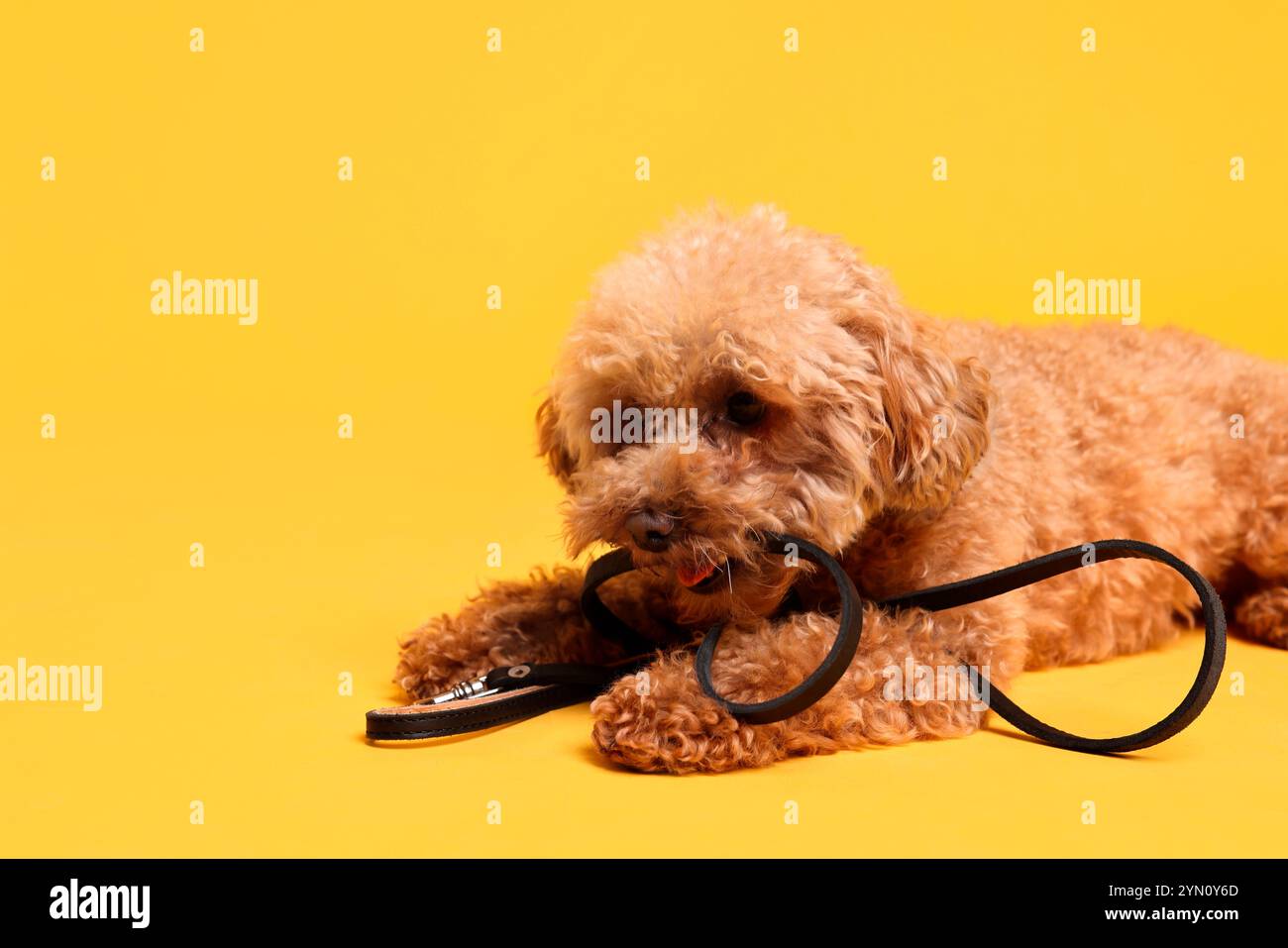 Marcher avec le chien. Mignon Maltipoo avec laisse sur fond orange Banque D'Images