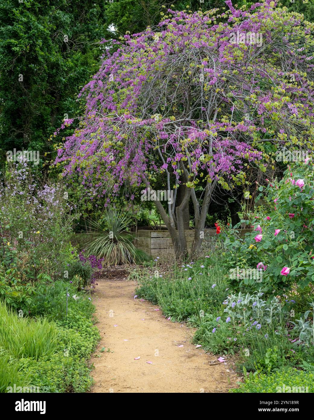 Ruth Rissdon Storer jardin à l'arboretum UC Davis au printemps, par une journée ensoleillée de ciel bleu avec des nuages Banque D'Images