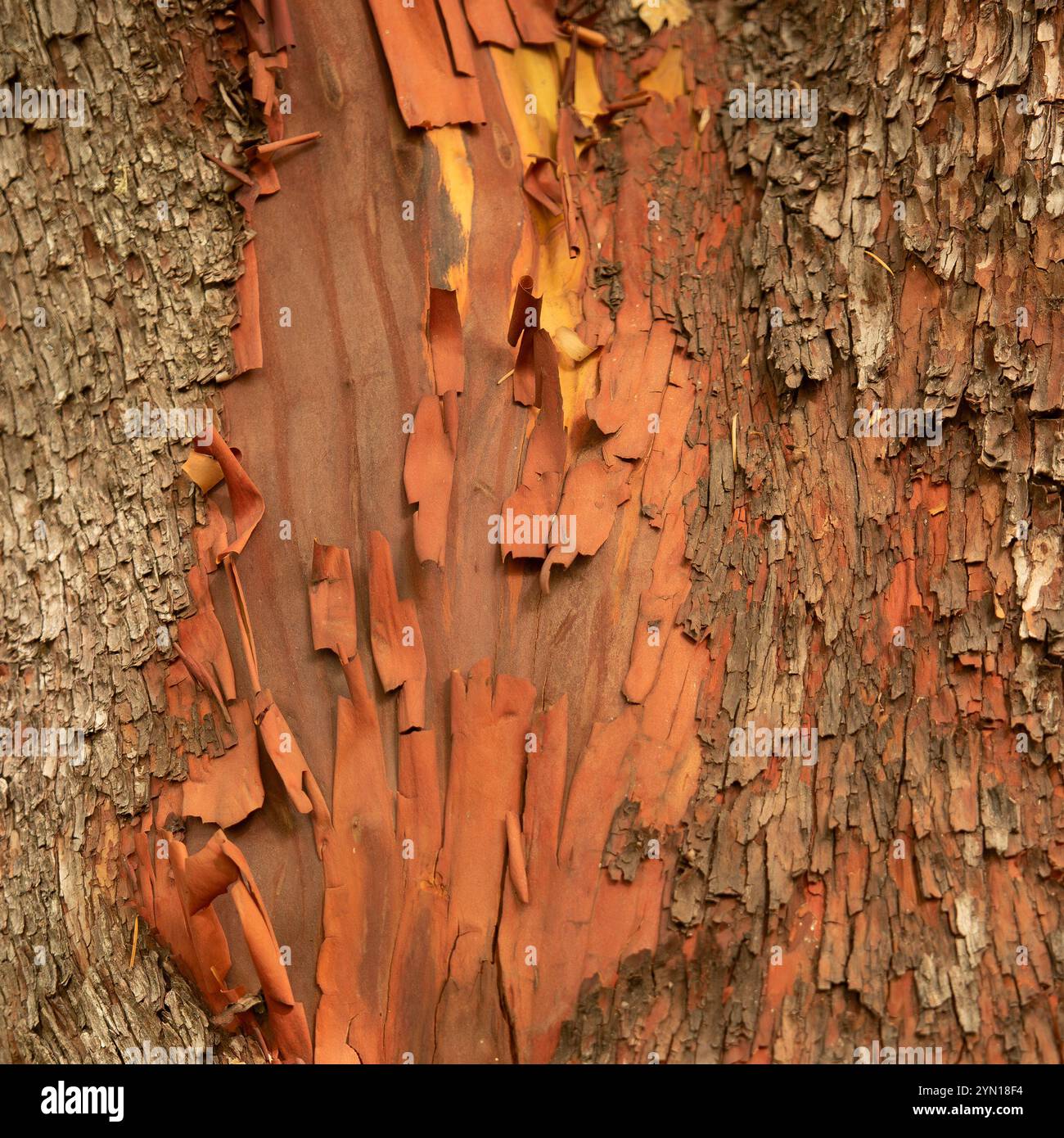 L'écorce du tronc de la Madrone, Arbutus menziesii - texture ou fond Banque D'Images