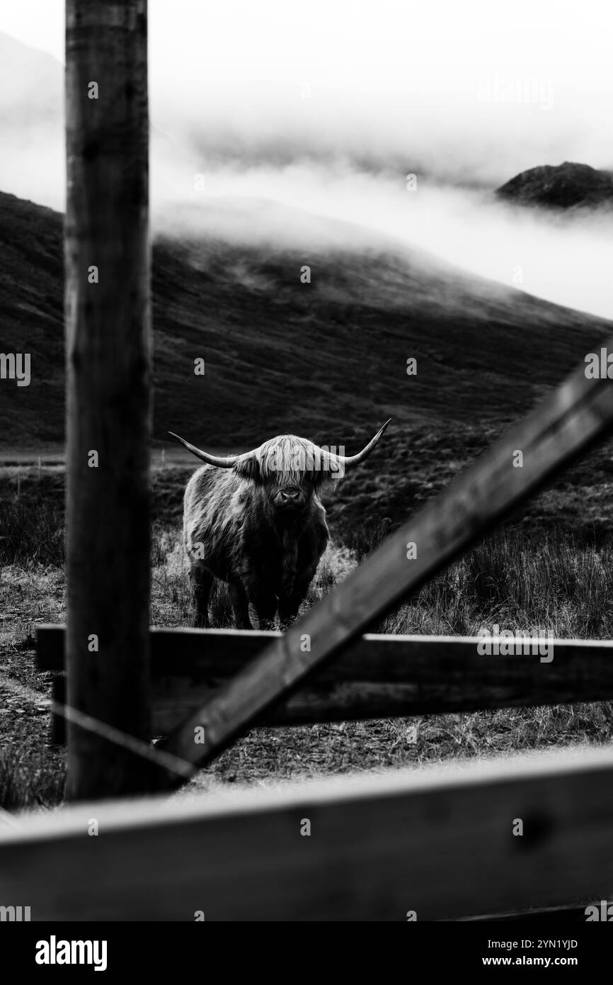 Vache Highland par temps nuageux Banque D'Images