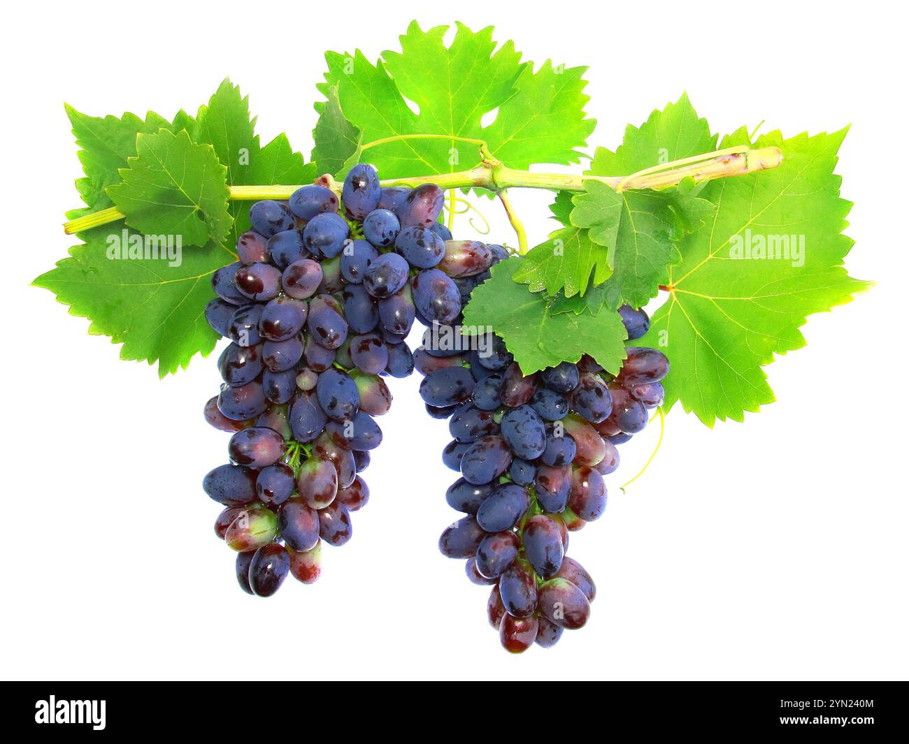 Raisin noir sur vigne avec canne leafe. Isolated over white Banque D'Images