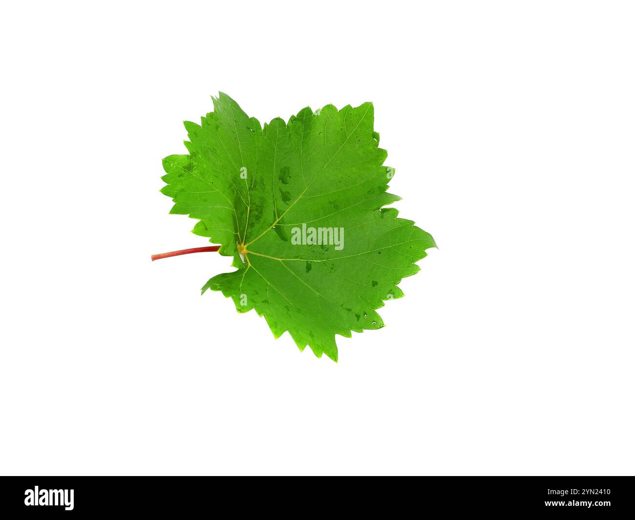 Raisin vert feuille . Isoalted sur fond blanc Banque D'Images