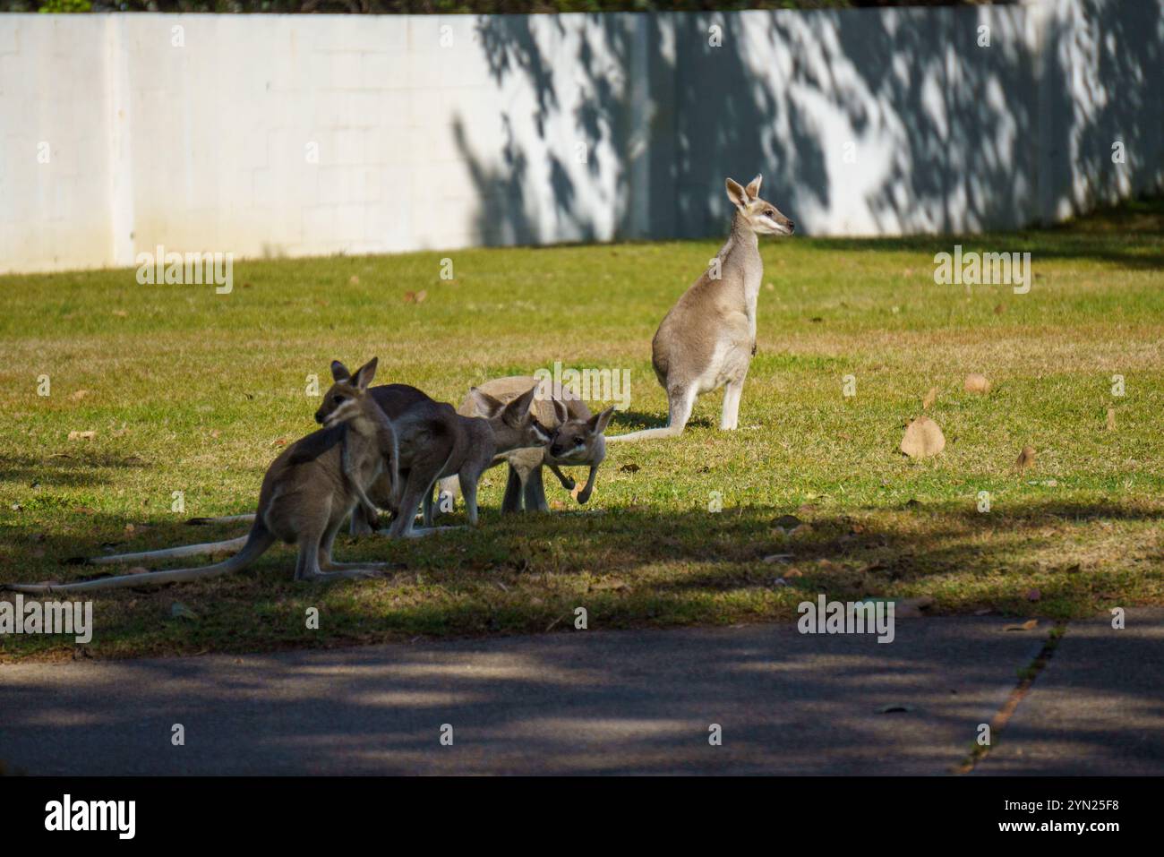 Wallabies mangeant de l'herbe verte sur la pelouse Banque D'Images
