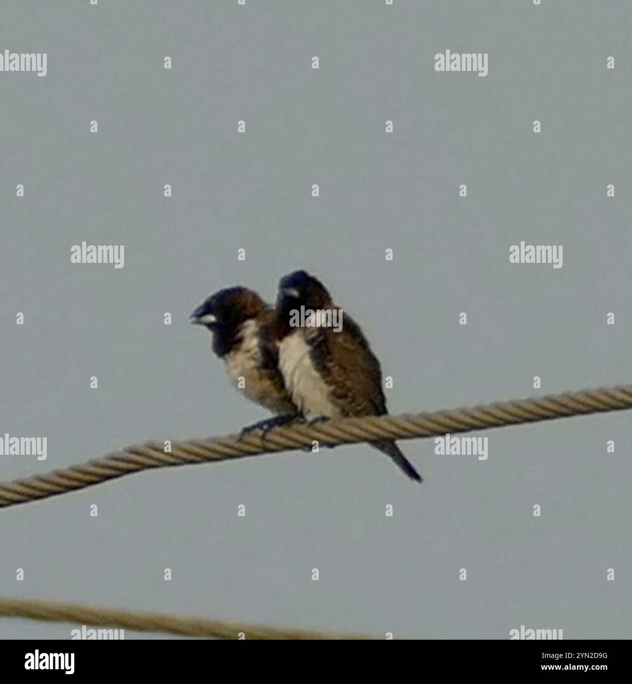 Mannikin en bronze (Spermestes cucullata) Banque D'Images