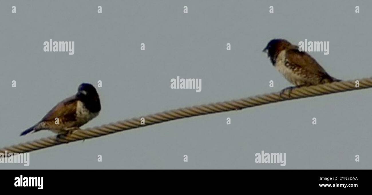 Mannikin en bronze (Spermestes cucullata) Banque D'Images