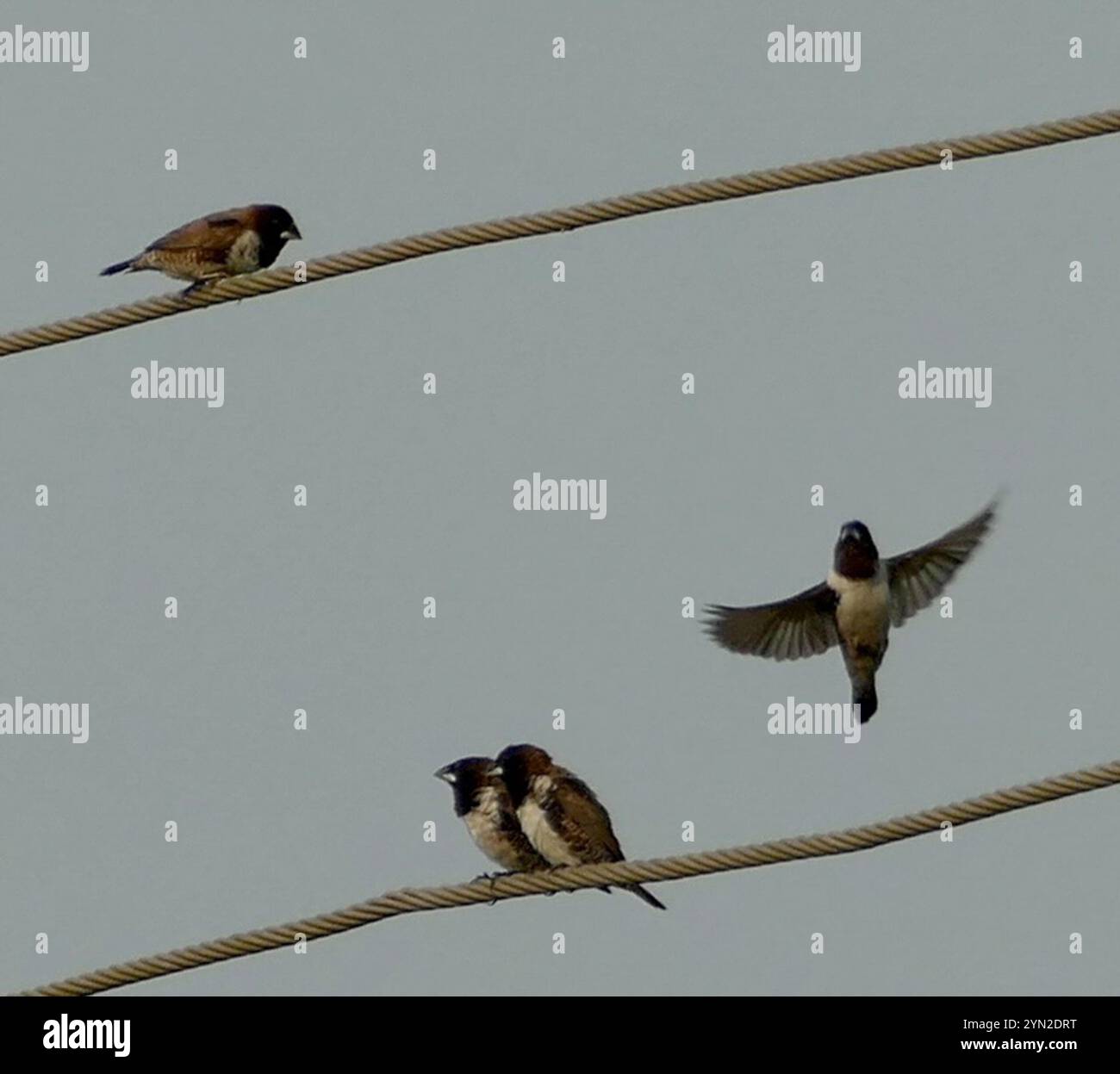 Mannikin en bronze (Spermestes cucullata) Banque D'Images