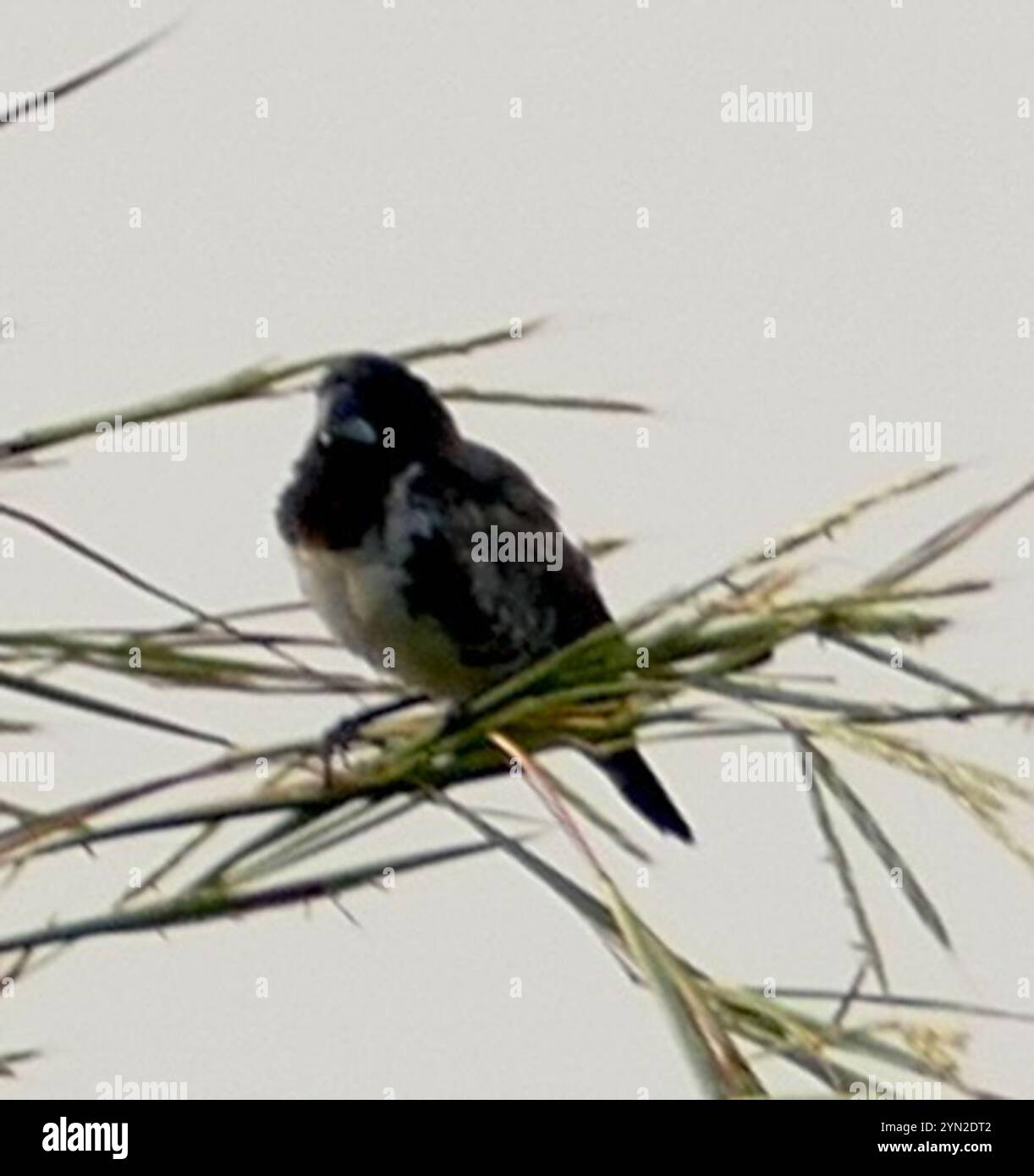 Mannikin en bronze (Spermestes cucullata) Banque D'Images