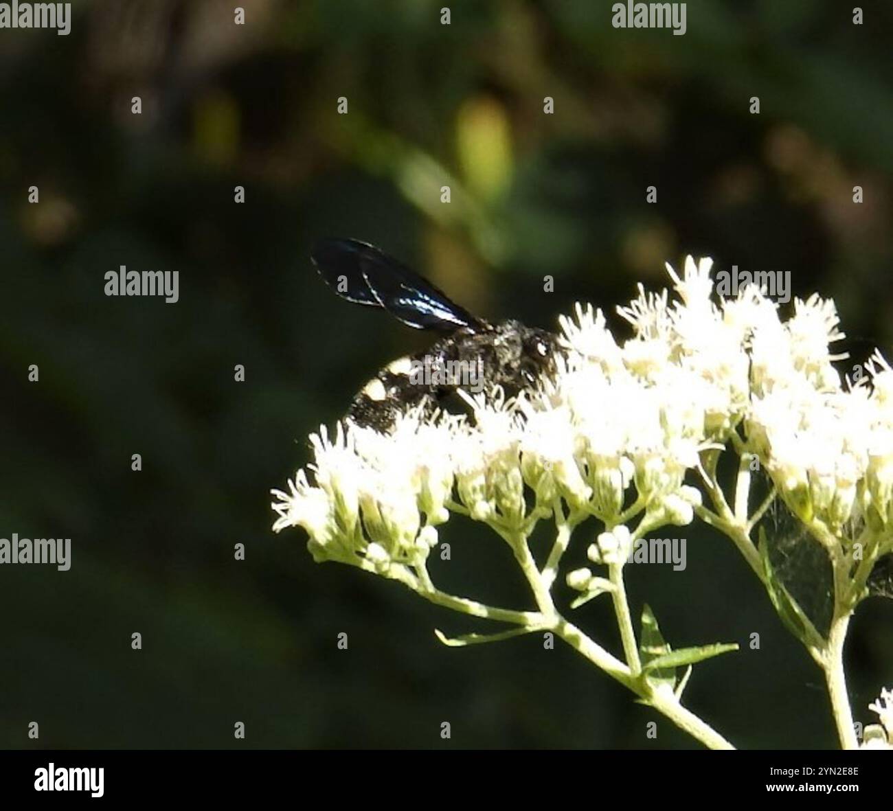 Guêpe scoliide à double bande (Scolia bicincta) Banque D'Images