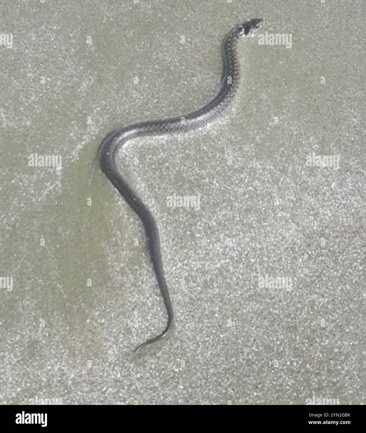 Serpent terrestre militaire (Erythrolamprus miliaris) Banque D'Images