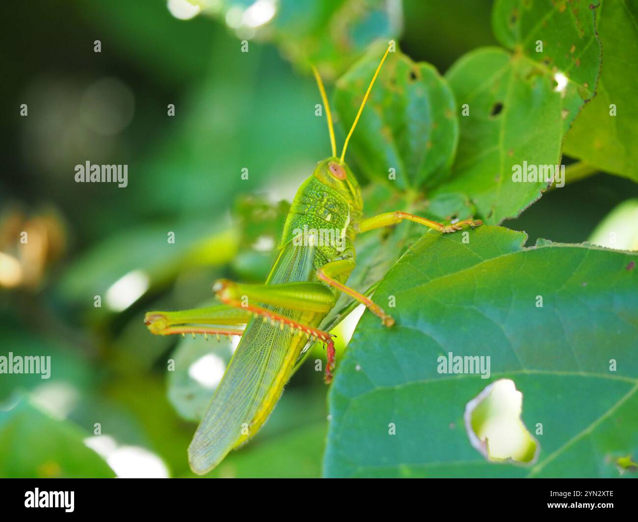 Grande sauterelle verte (Chondracris rosea) Banque D'Images