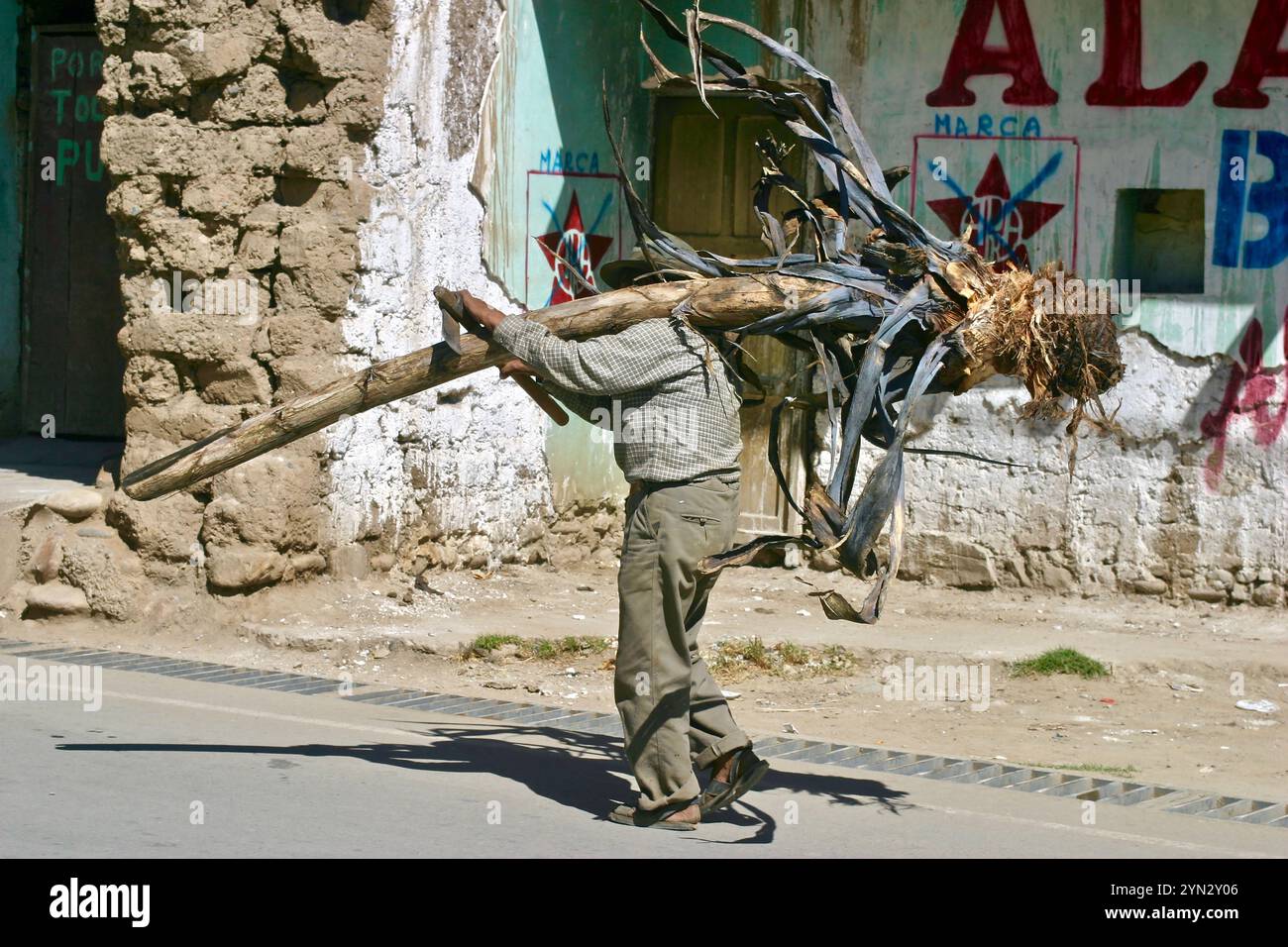 Un homme portant une plante de sisal hachée dans le village de Casinchiua dans la province d’Abancay, dans la région de Apurímac, dans les hautes terres andines du Pérou. Banque D'Images