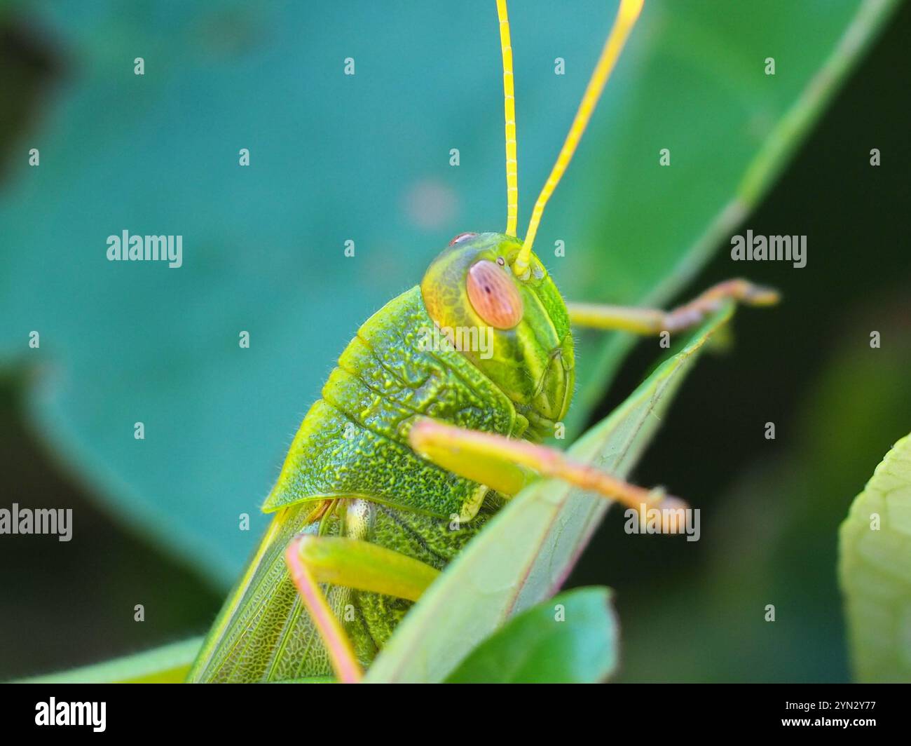 Grande sauterelle verte (Chondracris rosea) Banque D'Images