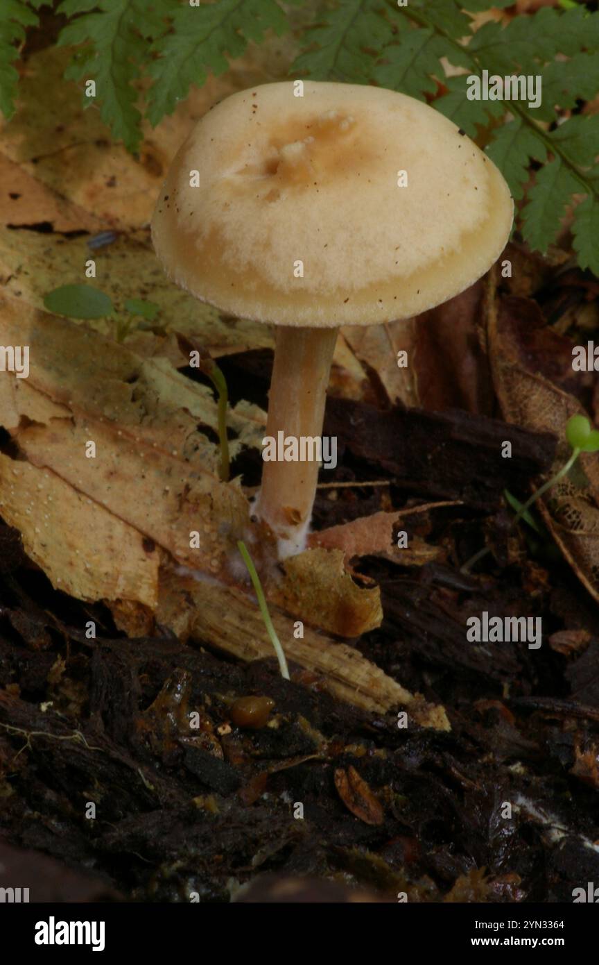 Gymnopus amoureux du chêne (Gymnopus dryophilus) Banque D'Images