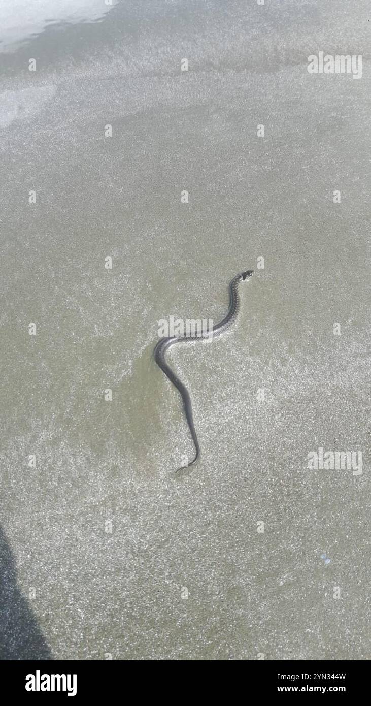 Serpent terrestre militaire (Erythrolamprus miliaris) Banque D'Images