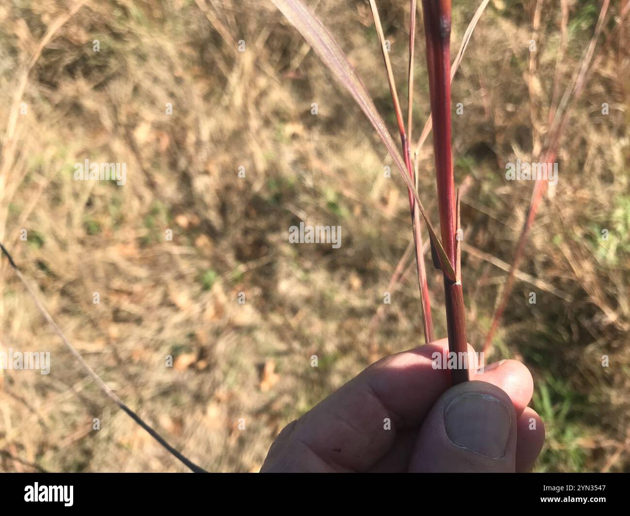 Big bluestem (Andropogon gerardi) Banque D'Images